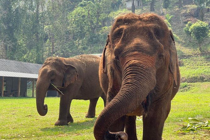 Half-Day Elephant Experience at Rantong - Half-Day Elephant Time in Mae Taeng That Still Feels Personal