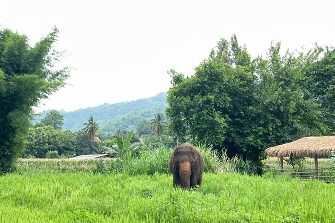Half-Day Elephant Experience at Rantong - Feeding, Walking, and Observing: Where the Experience Becomes Real