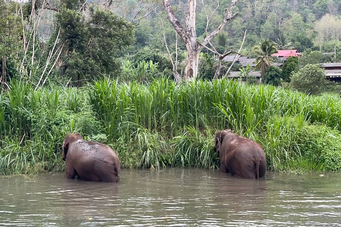 Half-Day Elephant Experience at Rantong - Lunch Included: Thai Food, Fruit, and a Chance to Regroup