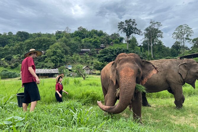 Half-Day Elephant Experience at Rantong - Price and Value: What $58.70 Gets You (and What It Doesn’t)