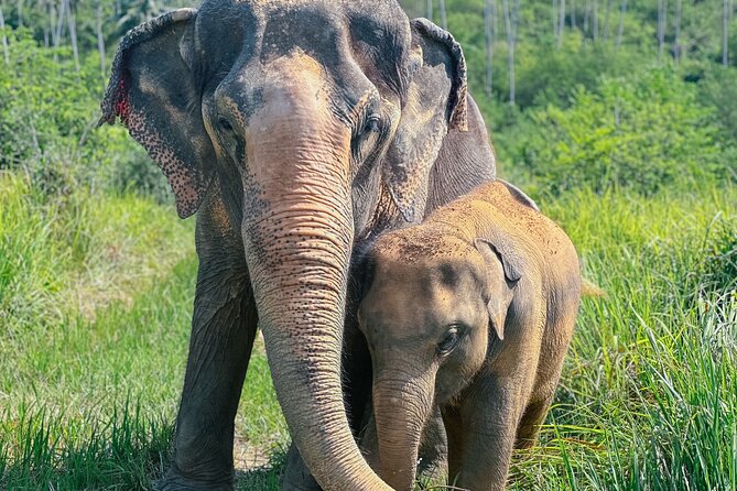 Half Day Elephant Home Sanctuary in Samui - Key Things I’d Put on Your Radar