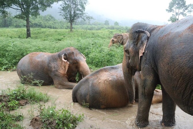 Half Day Elephant Home Sanctuary in Samui - Getting There From Koh Samui Without Hassle