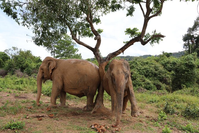 Half Day Elephant Home Sanctuary in Samui - Making Vegetarian Elephant Food and Feeding Up Close