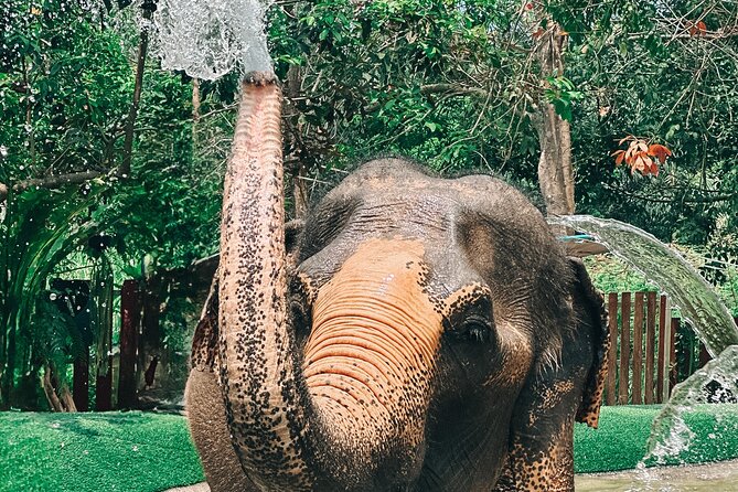 Half Day Elephant Home Sanctuary in Samui - Watching Roaming, Mud Cooling, and Jungle Time