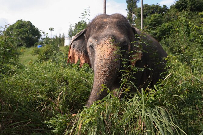 Half Day Elephant Home Sanctuary in Samui - Bathing With Mahouts: Cooling Down the Right Way