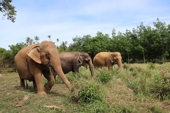 Half Day Elephant Home Sanctuary in Samui - Walking and Treat Dispersion Skills