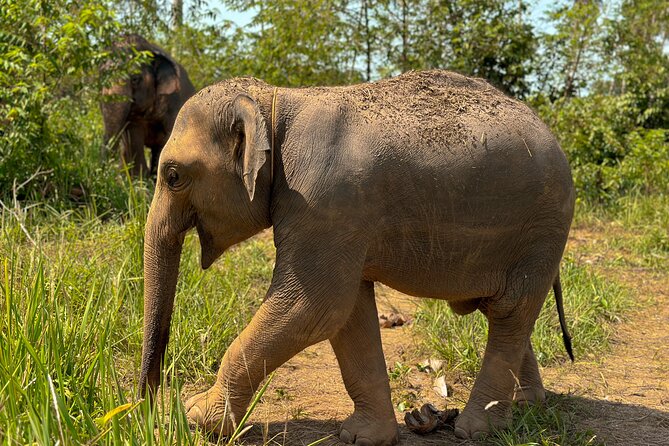 Half Day Elephant Home Sanctuary in Samui - Vegetarian Set Meal and Drinks After the Work
