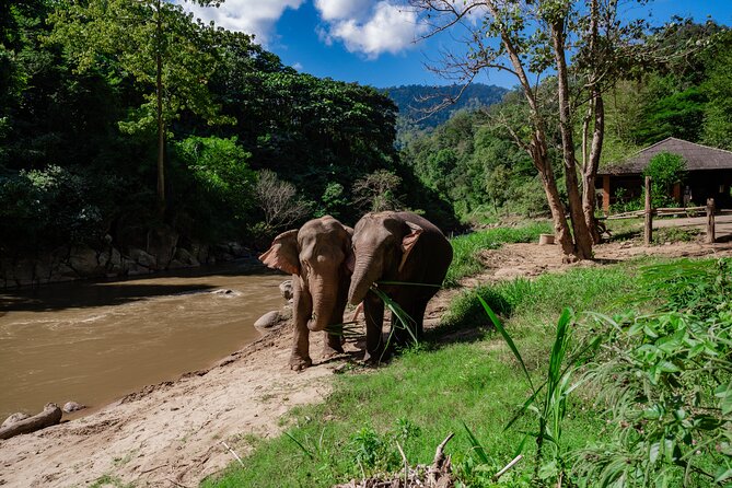 Half Day Visit Smile Elephant Chiang Mai - Key Things You’ll Notice at Smile Elephant Chiang Mai