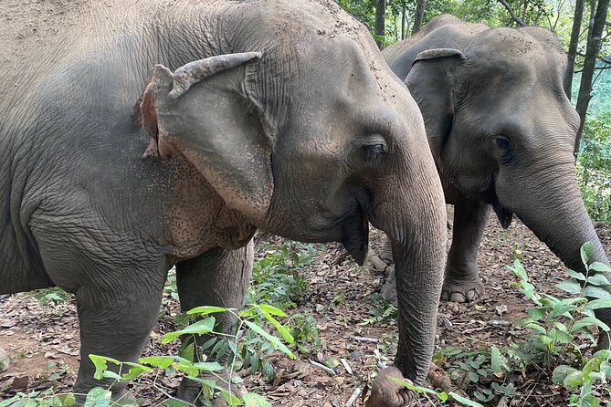 Half Day Visit Smile Elephant Chiang Mai - What Makes This Half-Day Elephant Visit Worth Your Time?