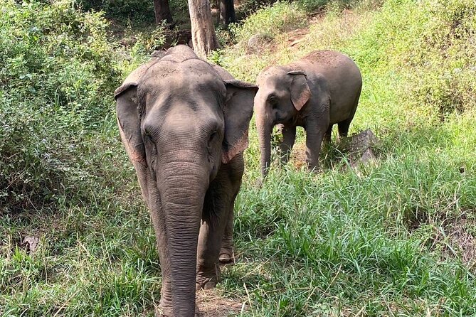Half Day Visit Smile Elephant Chiang Mai - What the Day Feels Like: A Practical 6-Hour Picture