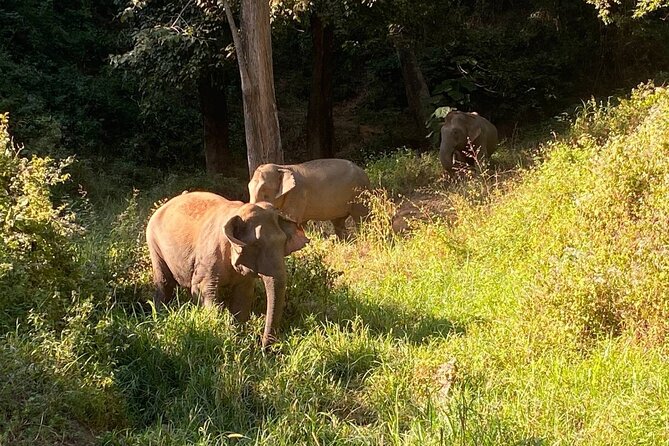 Half Day Visit Smile Elephant Chiang Mai - Getting There: Eco Elephant Care and Your Timing Reality