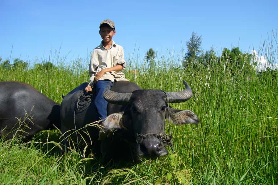 Hoi An Countryside: Guided Morning or Afternoon Bicycle Tour - Quick highlights: what makes this ride special