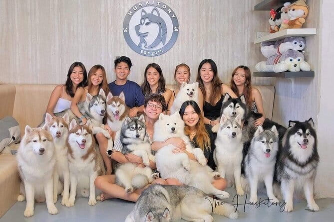 Huskitory Connecting People and Dogs - Key highlights before you go