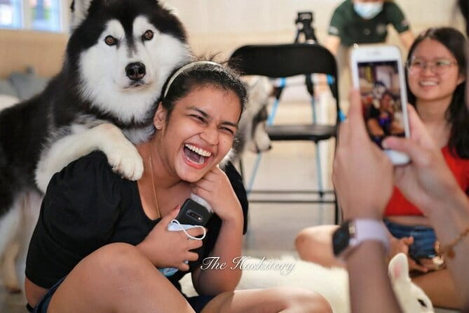 Huskitory Connecting People and Dogs - Huskitory in Melaka: what this one-hour husky visit feels like
