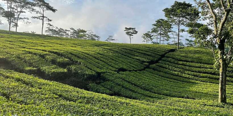 Jakarta: Volcano, Tea/Rice Fields, Hot Spring, Local Food - Lunch and local food: decent break, watch for variety