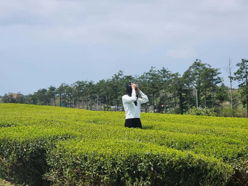 Jeju Island: Southern Top UNESCO Spots Tour - Value Check: Why $51 Can Be a Smart Shortcut in Southern Jeju