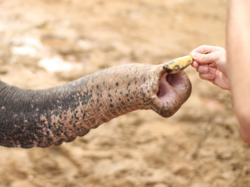 Khao Lak: Elephant Bathing and Turtle Center Visit - Khao Lak elephant bathing and turtle care, in one half-day