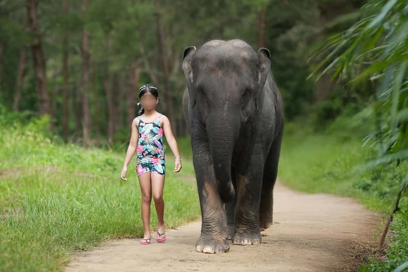 Khao Lak: Elephant Bathing and Turtle Center Visit - How the elephant bathing works in a shallow stream