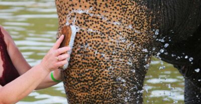 Khao Lak: Elephant Bathing and Turtle Center Visit - Your 210 minutes: pickup, elephants, turtles, drop-off