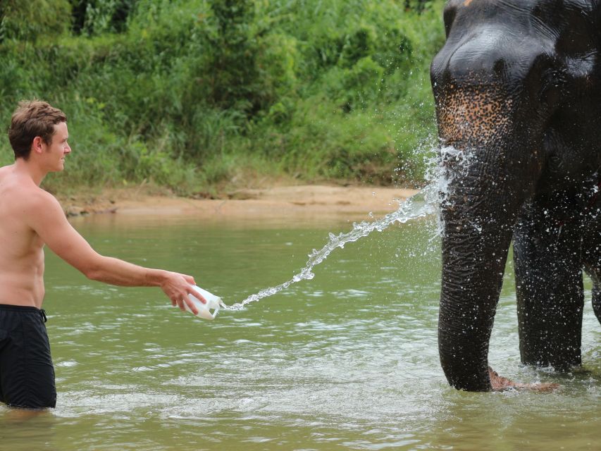 Khao Lak: Elephant Bathing and Turtle Center Visit - Feeding and walking: the guided close-up that matters
