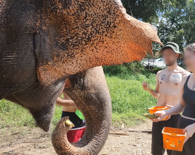 Khao Lak: Elephant Bathing and Turtle Center Visit - Sea Turtle Center: baby care and release, explained on site