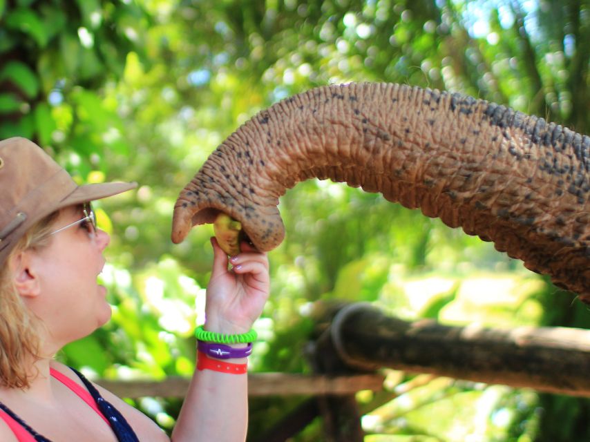 Khao Lak: Elephant Bathing and Turtle Center Visit - Price and value: what $63 includes (and what it doesn’t)
