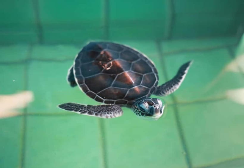Khao Lak: Elephant Bathing and Turtle Center Visit - Guides and transport: the smooth parts you notice later
