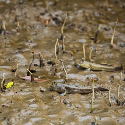 Khao Lak: Little Amazon Canoe Ride & Tam Nang Waterfall Tour - Little Amazon canoe ride: mangroves, banyan roots, and the wildlife scanning game