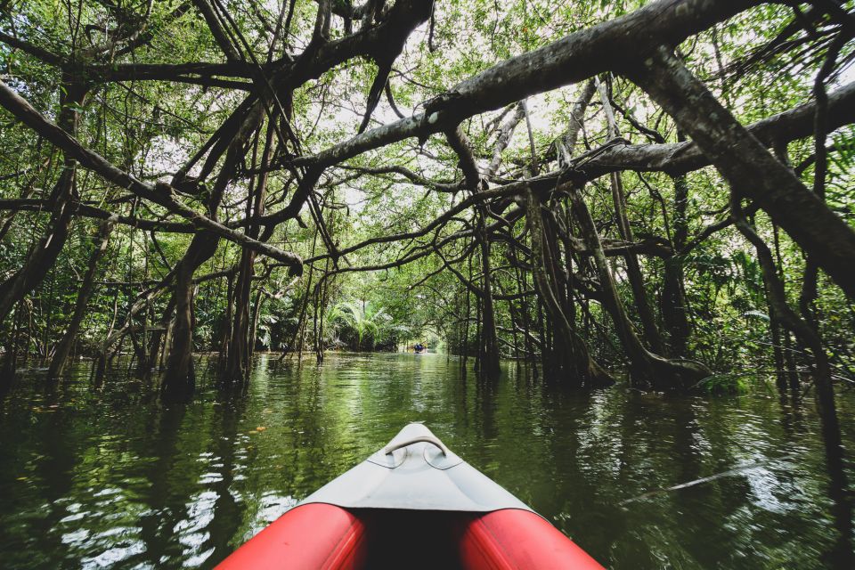 Khao Lak: Little Amazon Canoe Ride & Tam Nang Waterfall Tour - Wildlife spotting reality check: reptiles, birds, and why luck still plays a role
