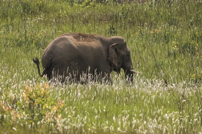 Khao Yai National Park Full-Day From Bangkok - Including Ticket - Bangkok to Khao Yai: the long van ride that’s part of the deal