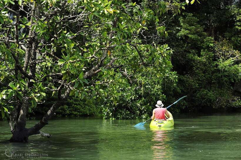 Ko Lanta: Half-Day Mangrove Kayaking Tour with Lunch - Entering Ban Thung Yee Peng by Kayak (Why the Mangroves Work So Well)