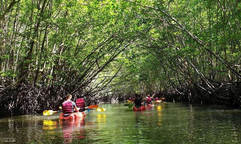 Ko Lanta: Half-Day Mangrove Kayaking Tour with Lunch - Wildlife Stops: Mudskippers, Crabs, Birds, and Monkey Etiquette