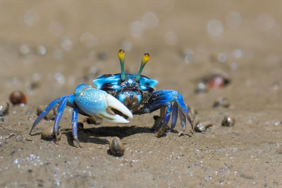 Ko Lanta: Mangrove Kayaking, Ko Talabeng, & Skull Island - Key points at a glance