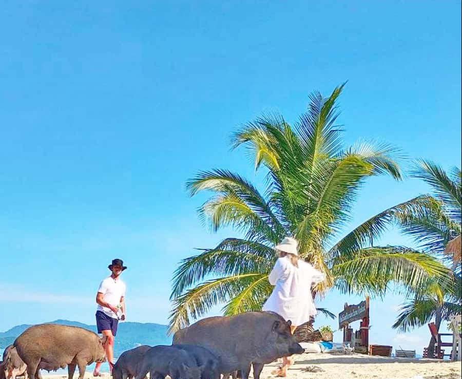 Ko Samui: Pig Island Snorkeling and Koh Tan Speedboat Tour - Koh Tan: the calm-water snorkel stop (and what to expect)