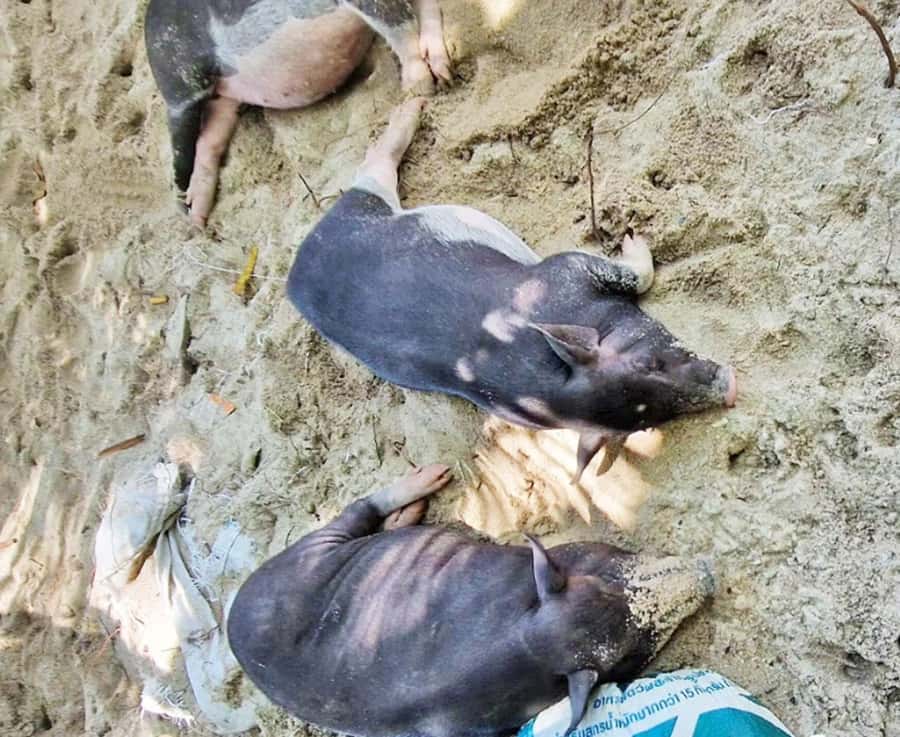 Ko Samui: Pig Island Snorkeling and Koh Tan Speedboat Tour - Speedboat logistics from Bang Khao: comfort, group size, and delays
