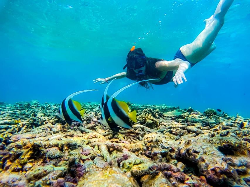 Ko Tao: Tao-Nangyuan Snorkeling Day Trip with Meals & Sunset - Mango Bay: a calmer snorkeling chapter with real marine life