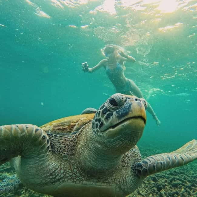 Ko Tao: Tao-Nangyuan Snorkeling Day Trip with Meals & Sunset - Ao Hin Wong and the 1-meter fish action possibility