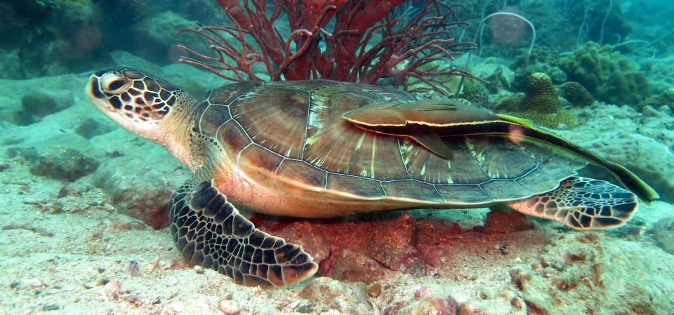 Koh Chang: Snorkeling Trip to Reefs or Wrecks with Lunch - Route B: Koh Chang reefs and the HTMS Chang wreck possibility