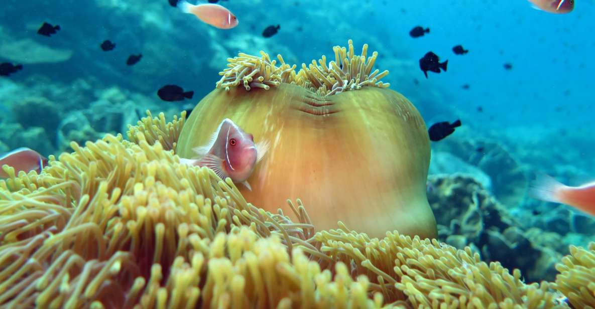 Koh Chang: Snorkeling Trip to Reefs or Wrecks with Lunch - Snorkeling gear, guides, and how to get the best sightings