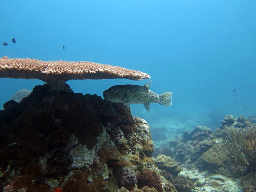Koh Chang: Snorkeling Trip to Reefs or Wrecks with Lunch - Boat comfort, seasickness, and what to pack