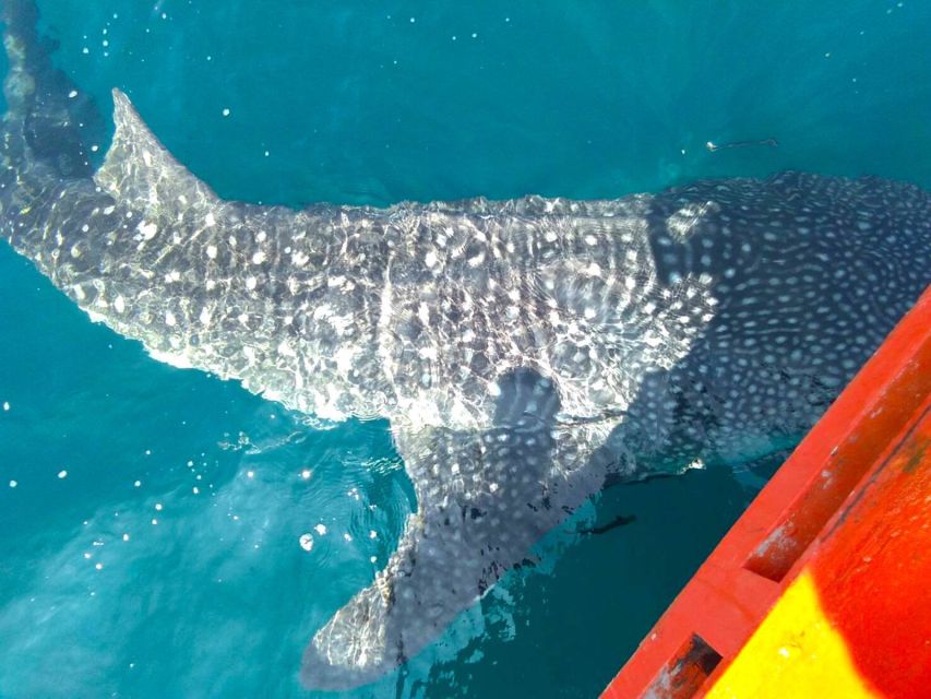 Koh Chang: Snorkeling Trip to Reefs or Wrecks with Lunch - Who should book this snorkeling trip (and who should consider other options)