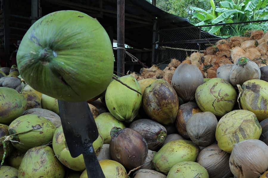 Koh Samui: 4x4 Off Road Island Safari Tour Including Lunch - Coconut and Rubber Plantations: Seeing Daily Work Up Close