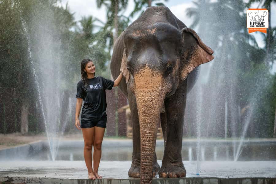 Koh Samui: Elephant Jungle Sanctuary Half-Day Tour - Key highlights worth planning for