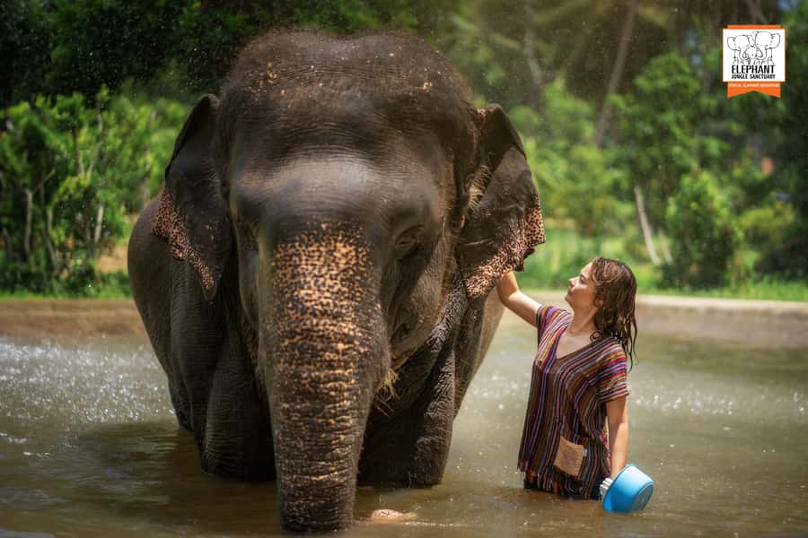 Koh Samui: Elephant Jungle Sanctuary Half-Day Tour - Feeding and the jungle walk: where the connection actually happens