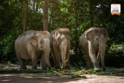Koh Samui: Elephant Jungle Sanctuary Half-Day Tour - How the welcome and briefing set the tone for your whole visit