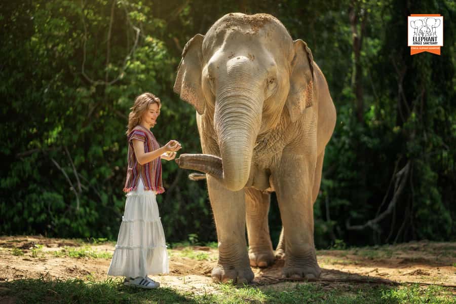 Koh Samui: Elephant Jungle Sanctuary Half-Day Tour - Photos with bathing elephants and the professional image handoff