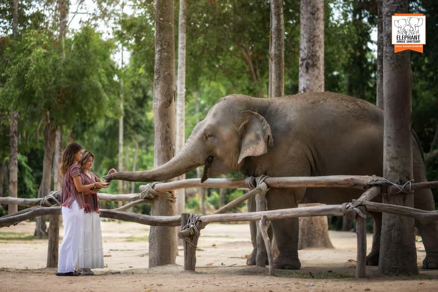 Koh Samui: Elephant Jungle Sanctuary Half-Day Tour - Swimming in the lagoon: the moment you’ll remember later
