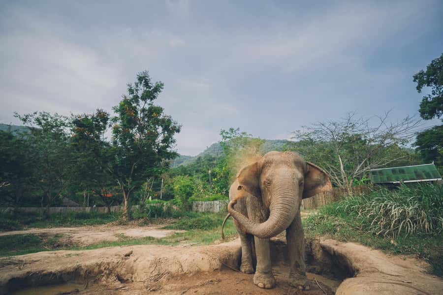 Koh Samui: Elephant Kingdom Sanctuary Half-Day Tour - Elephant Kingdom’s half-day format: what actually happens in 3 hours
