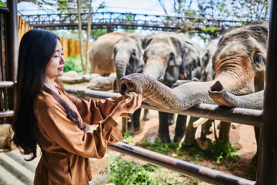 Koh Samui: Elephant Kingdom Sanctuary Half-Day Tour - Should you book the Koh Samui Elephant Kingdom half-day tour?