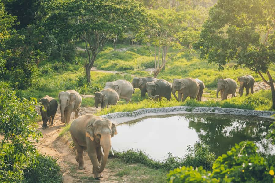 Koh Samui: Elephant Kingdom Sanctuary Half-Day Tour - Pickup windows and how transport affects your mood